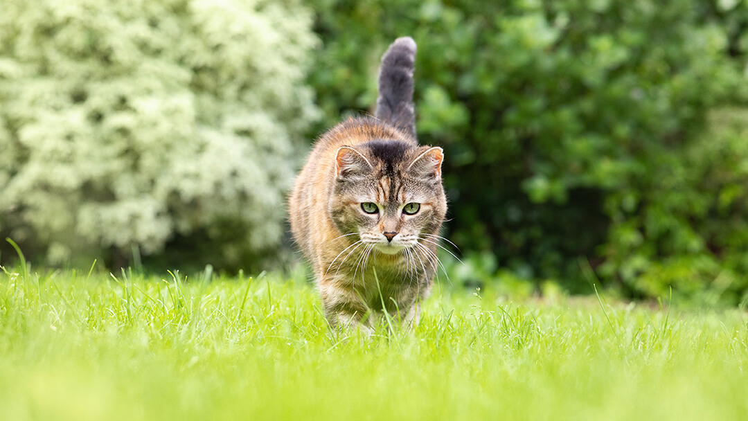 Kedi Pireleri Nedenleri, Önlenmesi ve Tedavisi