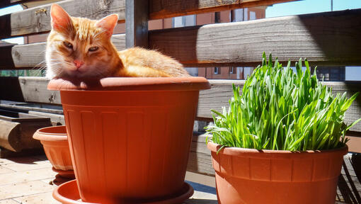 Zencefil kedi bir bitki saksısında oturuyor.
