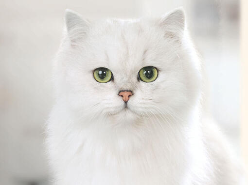 Gurme beyaz kedi