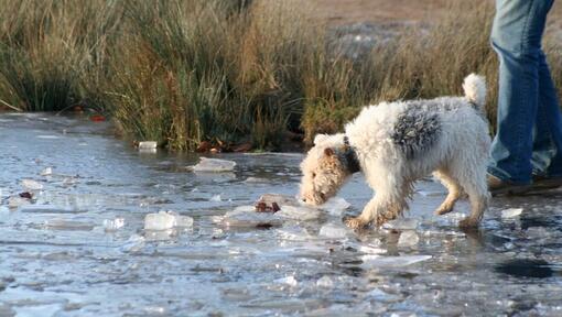 buzlu nehirde yürüyen köpek