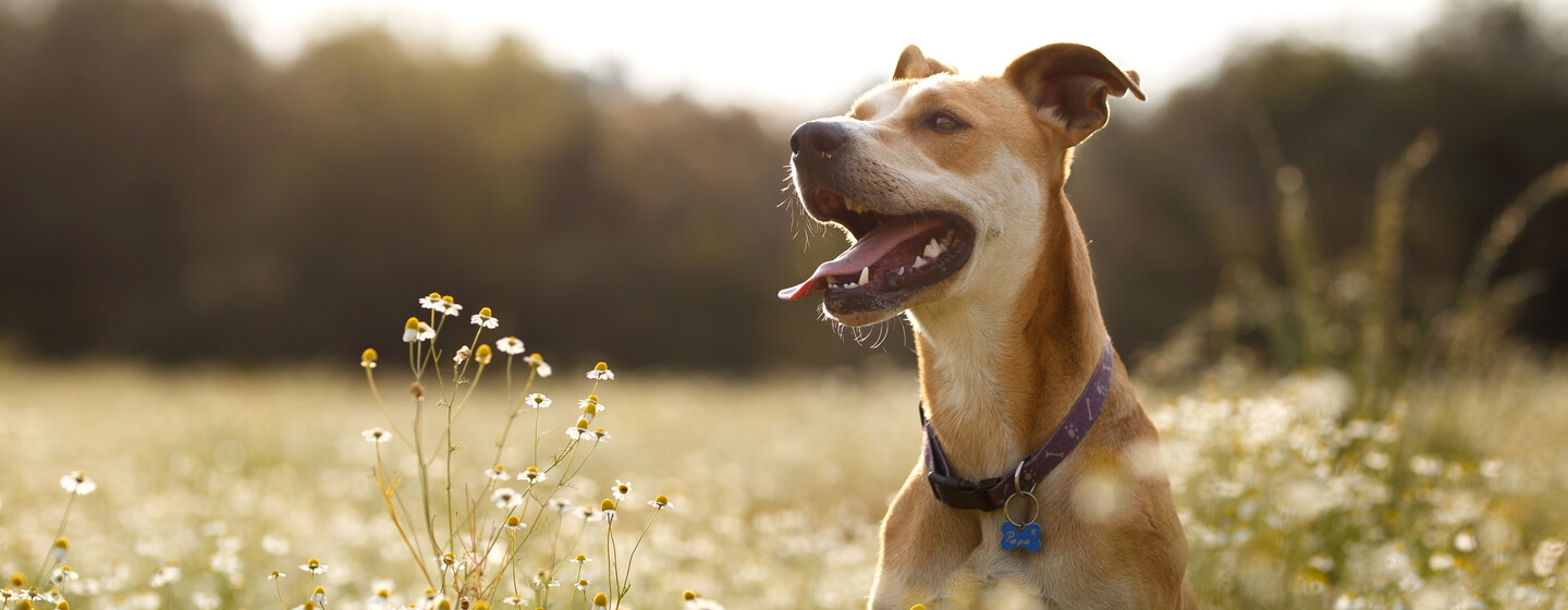 Papatya tarlasında zıplayan köpek