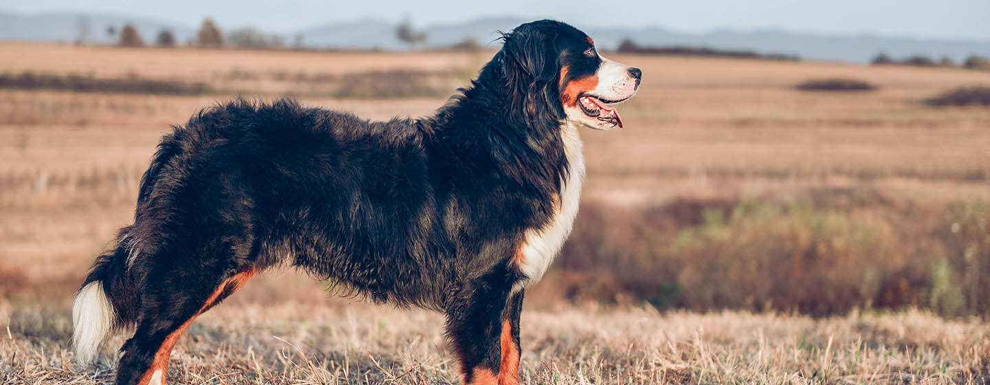 Tarlada duran köpek