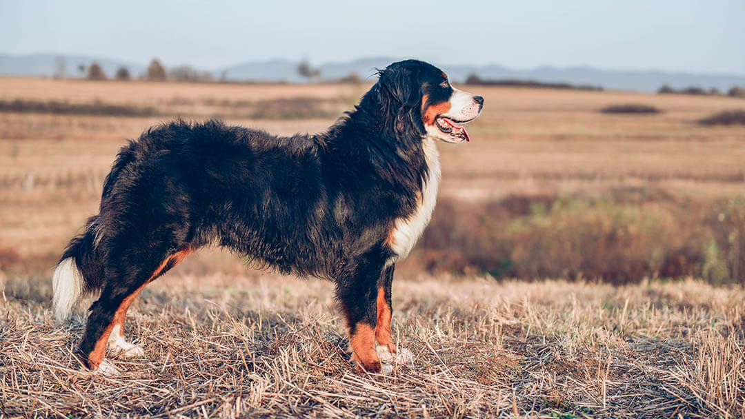 Tarlada duran köpek