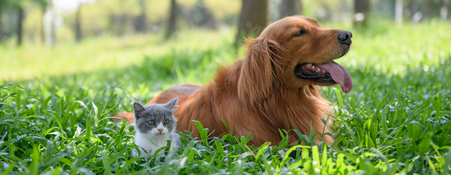 Uzun çimlerde köpekle oturan küçük kedi yavrusu