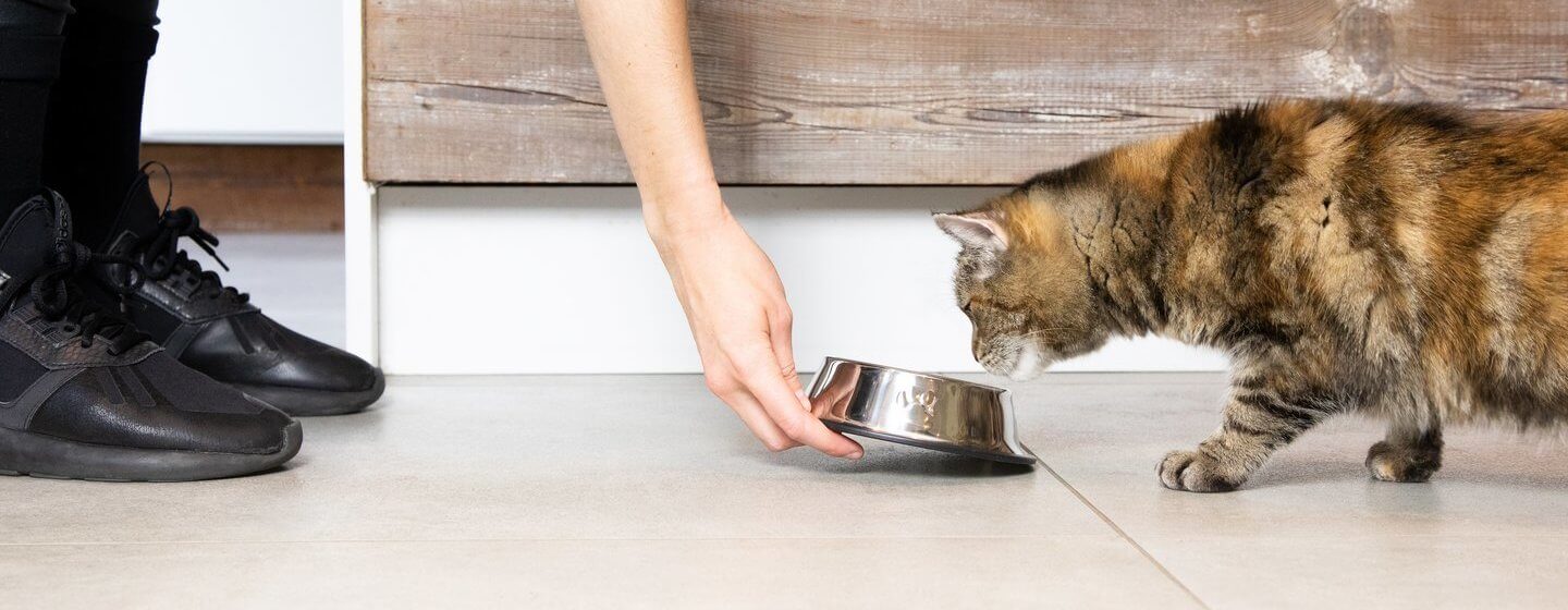 Kedim Yemek Yemiyor: Seçici Kediler İçin Beslenme Kılavuzu
