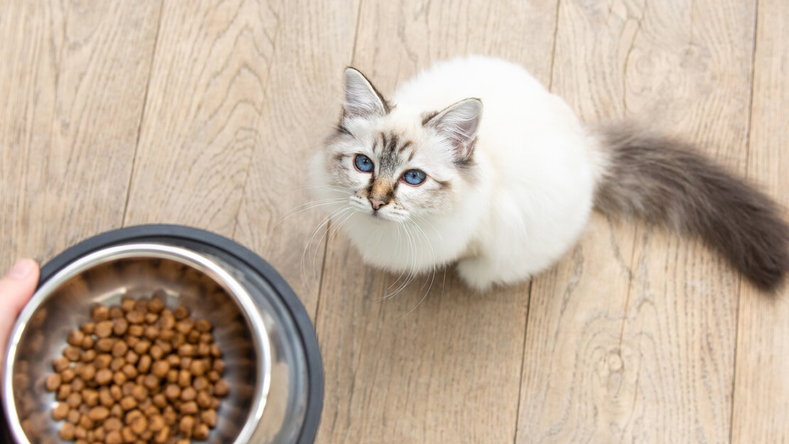 Kedi maması yavru kuru listeleme sayfası