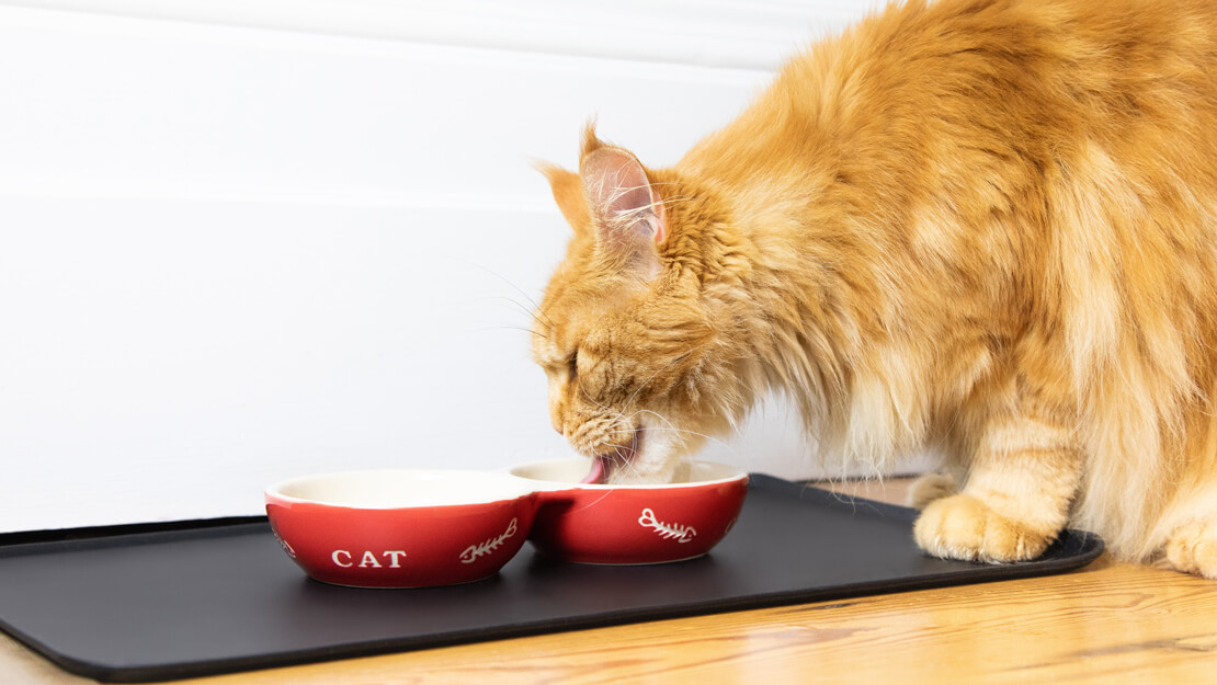 Kedi maması böbrek böbrek listeleme sayfası