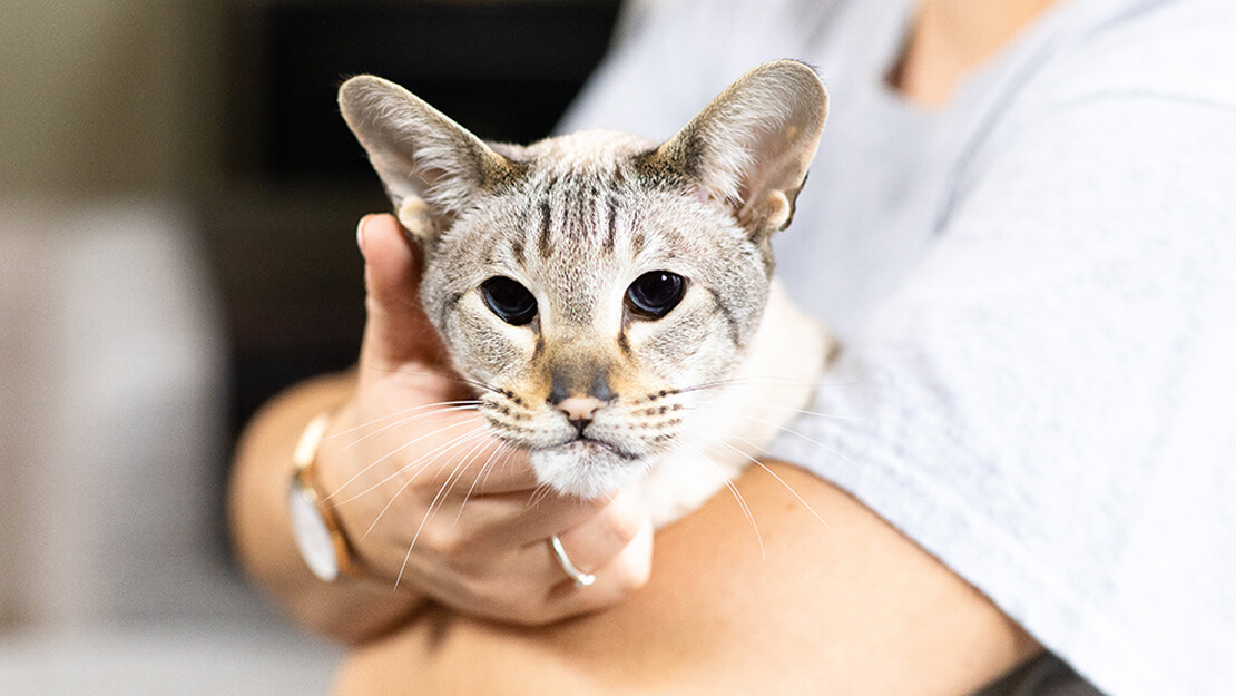 Kedi maması üst düzey listeleme sayfası