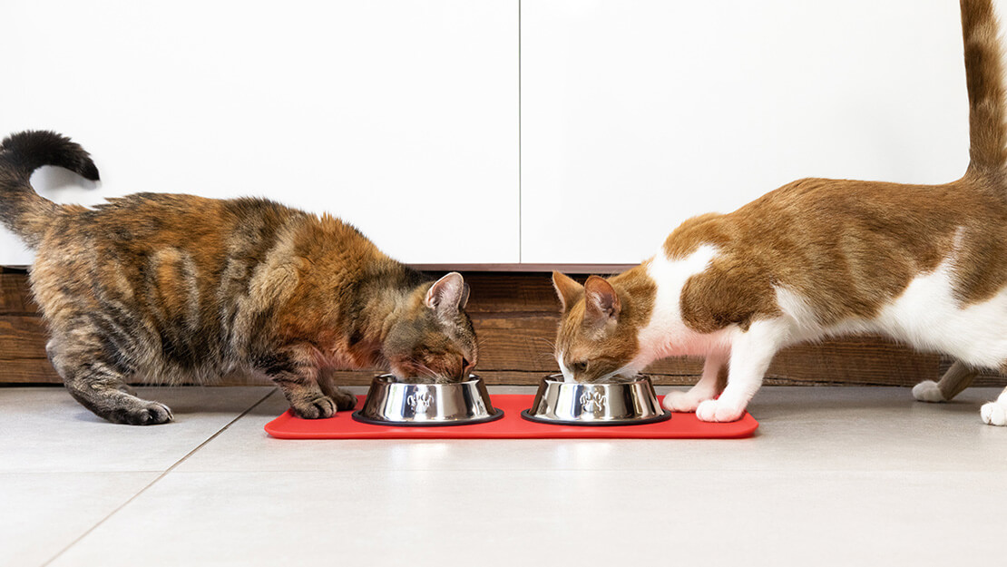 Kedi maması hipoalerjenik listeleme sayfası