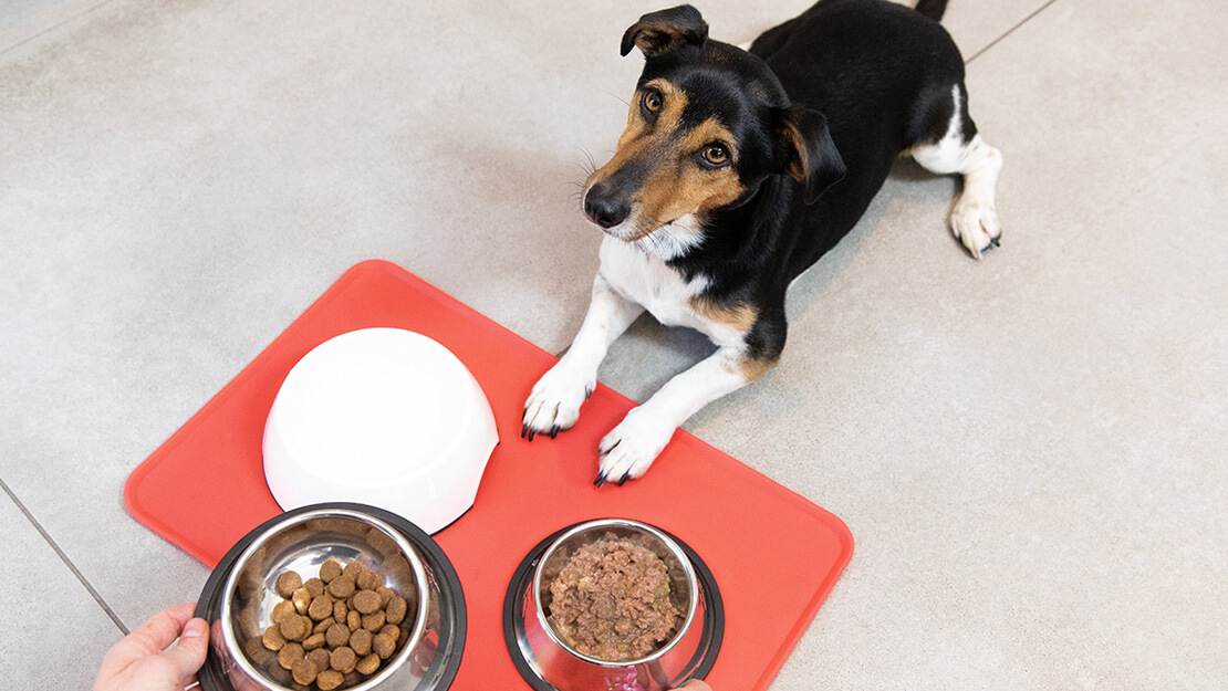 Yetişkin köpek maması listeleme sayfası