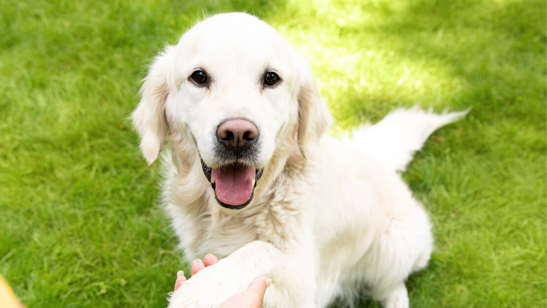 Büyük ırk köpek maması listeleme sayfası