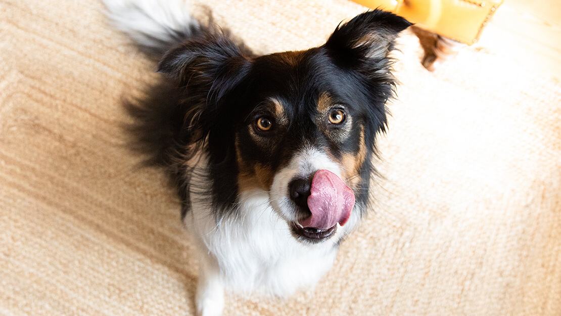 Köpek maması hassas sindirim listeleme sayfası