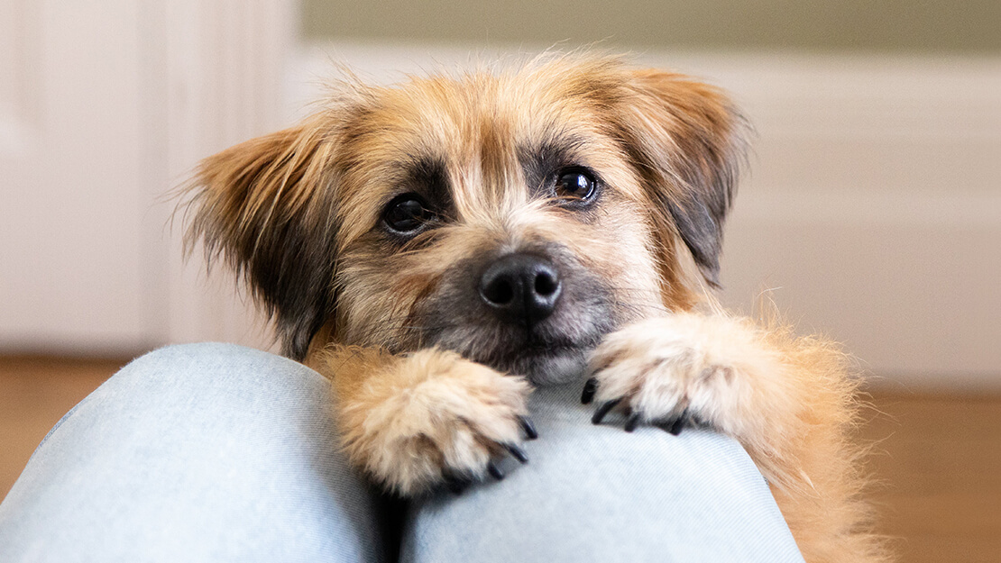 Köpek maması ödülleri listeleme sayfası