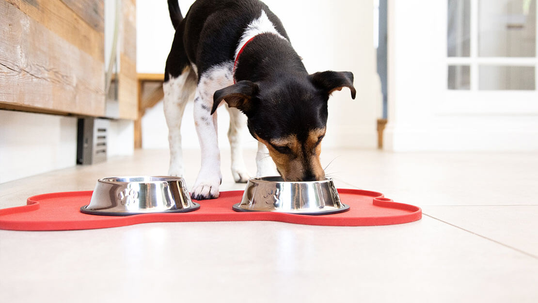 kaseden yemek yiyen köpek