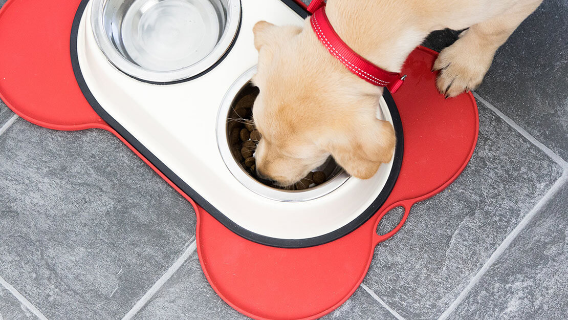 bir kase yemeğin üzerinde yemek yiyen yavru köpek