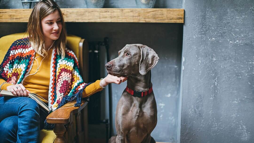 Sahibiyle birlikte yaşlı köpek