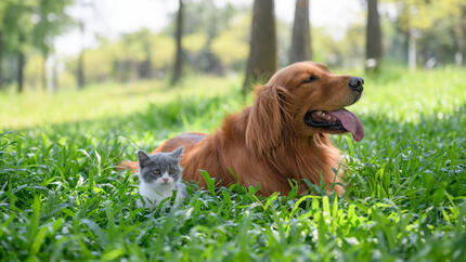 Uzun çimlerde köpekle oturan küçük kedi yavrusu