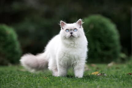 kedi