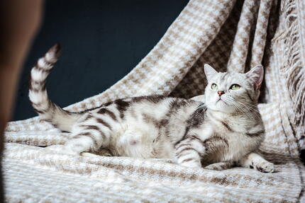 kedi