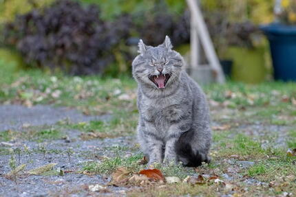 kedi