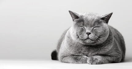 kedi