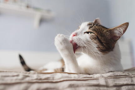 kedi