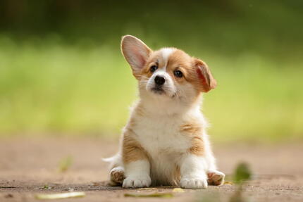 köpek