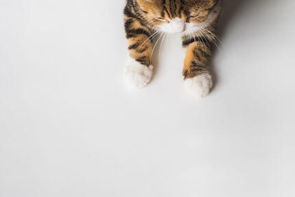 kedi