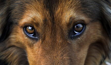 köpek