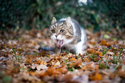 kedi