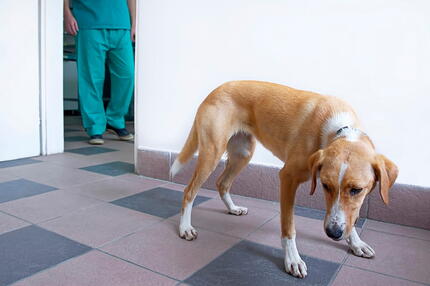 köpek