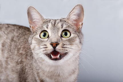 kedi