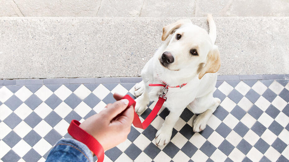 Kırmızı ipiyle kapı eşiğinde oturan köpek