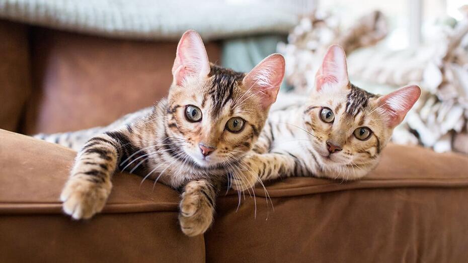 birlikte yatan iki bengal kedi yavrusu