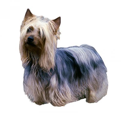 Australian Silky Terrier