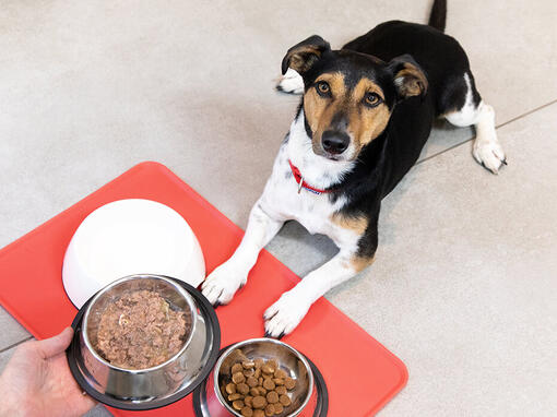 Köpek yemek kaplarının önünde oturdu