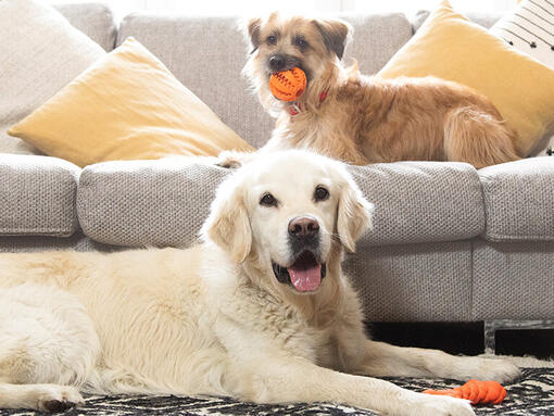 Golden Retriever ve Terrier