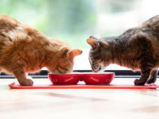 Yemek yiyen iki kedi