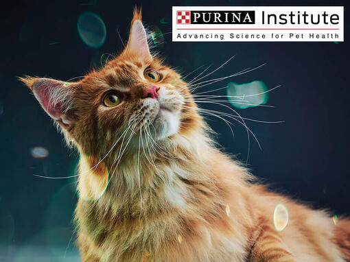 Purina Enstitüsü ve inovasyon