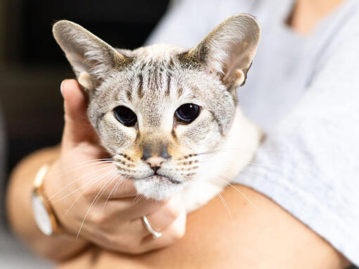 Sahibinin kucağında yaşlı kedi