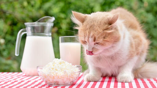 Kedi peynire bakıyor