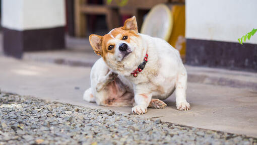 Kahverengi ve beyaz köpek tırmalıyor