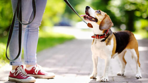 Jack Russell Terrier dilini çıkarmış sahibine bakıyor.