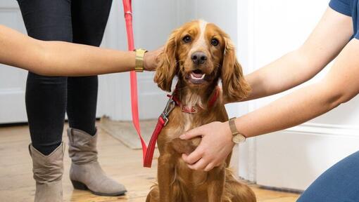 köpek yavrusu bir veteriner tarafından muayene ediliyor