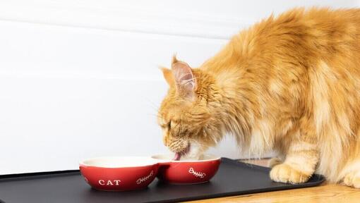 bir kaseden yemek yiyen kızıl tüylü kedi