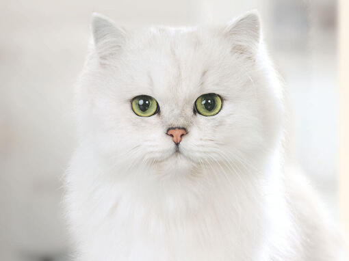Gurme beyaz kedi