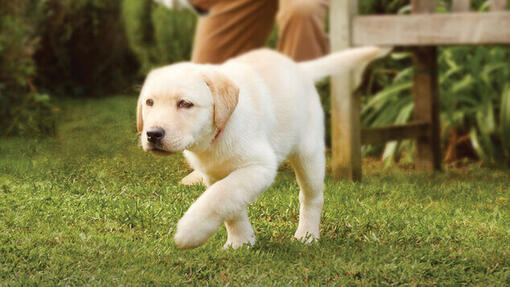 Labrador yavrusu bahçede yürürken