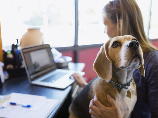 Beagle çalışırken sahibinin kucağına oturdu