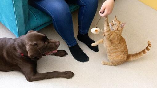 Köpek izlerken sahibiyle tüylü oyuncakla oynayan kedi