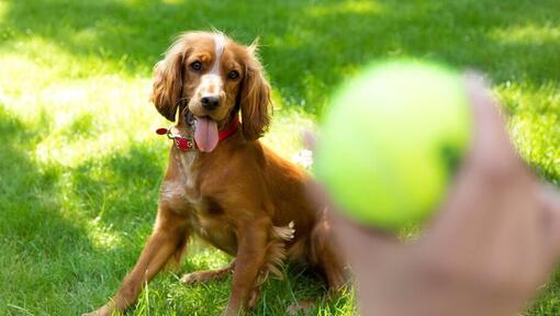 Tenis topunun atılmasını bekleyen mutlu spaniel yavrusu